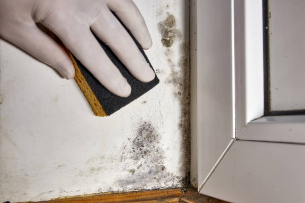 Mold Documentation for Insurance Claims in Kingston Estates, NJ
