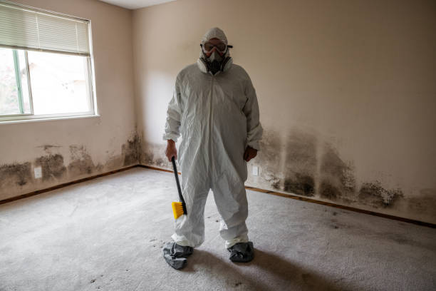 Best Mold Damage Restoration  in Kingston Estates, NJ